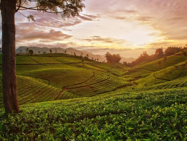 Rolling Green Tea Gardens in Ooty